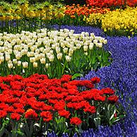 Flowerbed with colourful tulips, hyacinths and daffodils in flower garden of Keukenhof, the Netherlands